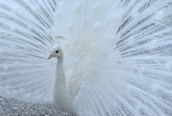 Fototapeta premium male white peacock (pavo cristatus mutant) showing his beautiful feathers in full display, selective focus
