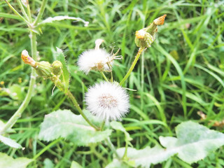 Fluffy dandelions glow in the rays of sunlight at sunset in nature on a meadow. Beautiful dandelion flowers in spring in a field close-up in the golden rays of the sun.
