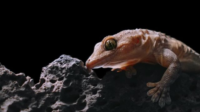 the gecko is lurking in an ambush, and it's hard and often breathing.