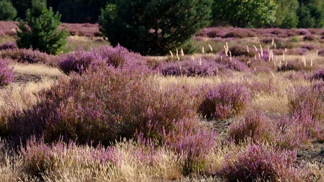 bl&uuml;hende Heidelandschaft im Sp&auml;tsommer