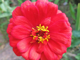 Chrysanthemums in the Nikitsky Botanical Garden, Crimea. flowers chrysanthemum, chrysanthemums in autumn, chrysanthemums annuals.