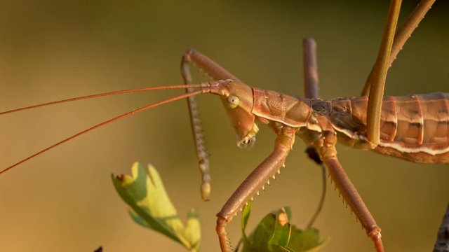 European predatory bush cricket cleaning itself