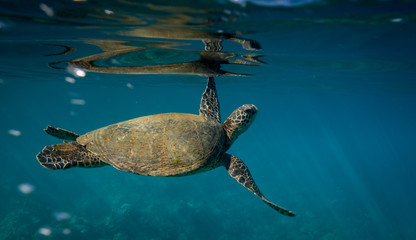 Obraz premium Turtles in Hawaii
