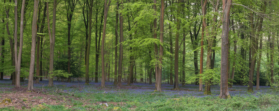 Stunning bluebell forest panoramic landscape image in soft sunlight in Spring