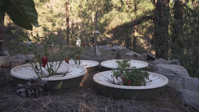 hydroponic perma culture  garden in a food forest tenerife island project.