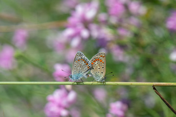 Lycaenidae / Çokgözlü Mavi / / Polyommatus icarus