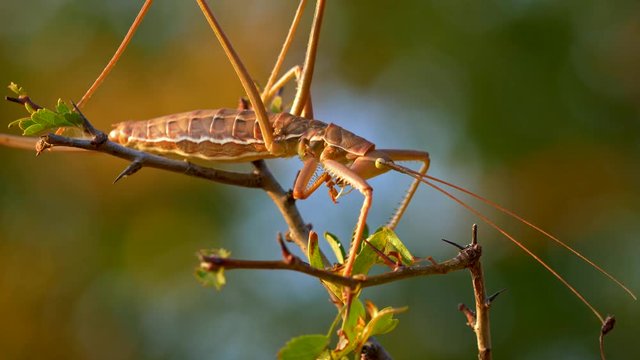 European predatory bush cricket (Saga pedo) cleaning itself