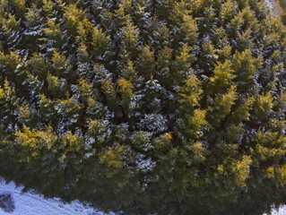 Snowy Pine Trees From Above - Drone Shot