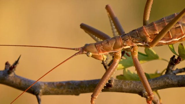 European predatory bush cricket (Saga pedo)