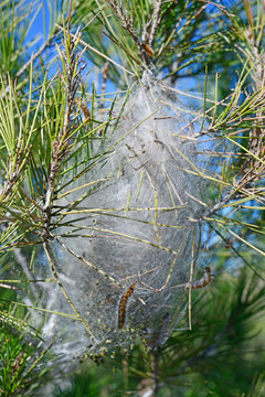 Nest des Pinien-Prozessionsspinner (Thaumetopoea pityocampa) in Spanien - Pine processionary