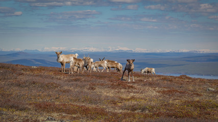 Reindeer herd grazing on a mountainside in Swedish Lapland with  beautiful vista in the background