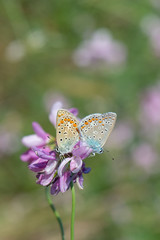Lycaenidae / Çokgözlü Mavi / / Polyommatus icarus