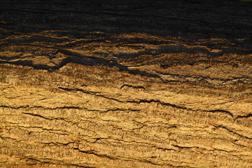 Wood Background Texture