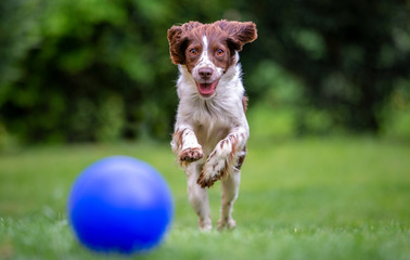 Young Springer Spaniel having fun chasing a blue ball across the lawn.