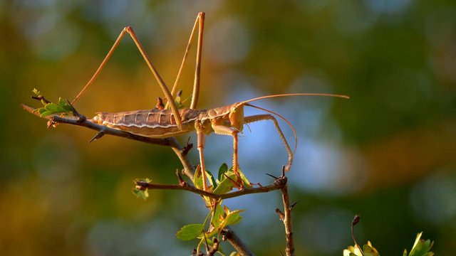 European predatory bush cricket cleaning itself