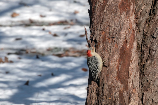 With a bokeh background, this Red Bellied Woodpecker makes a pretty picture on a snowy day. The bird searches for food as it clings to a redbud tree.