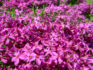 Phlox subulata, moss phlox or mountain phlox flowers background. Purple flowers for background, top view. Creeping phlox.