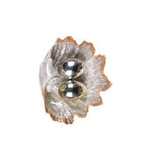 decorative seashell with pearls on a white isolated background