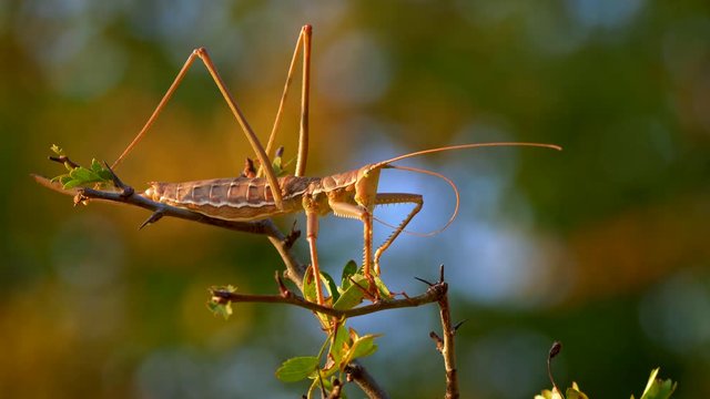 European predatory bush cricket (Saga pedo) cleaning itself