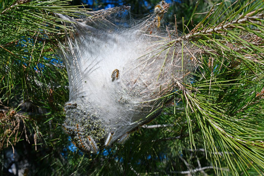Nest des Pinien-Prozessionsspinner (Thaumetopoea pityocampa) in Spanien - Pine processionary