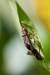 Bug on Leaf