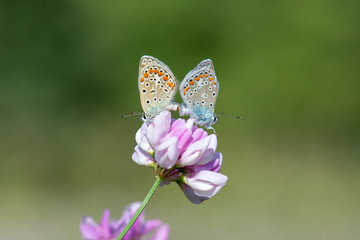 Lycaenidae / Çokgözlü Mavi / / Polyommatus icarus