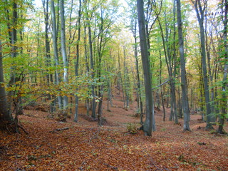 Obraz premium forest in autumn