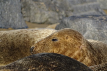 Horsey grey seals