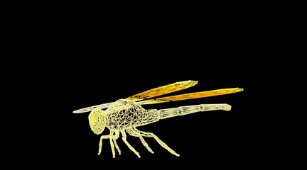 3d rendering of an animal wireframe isolated on a black background