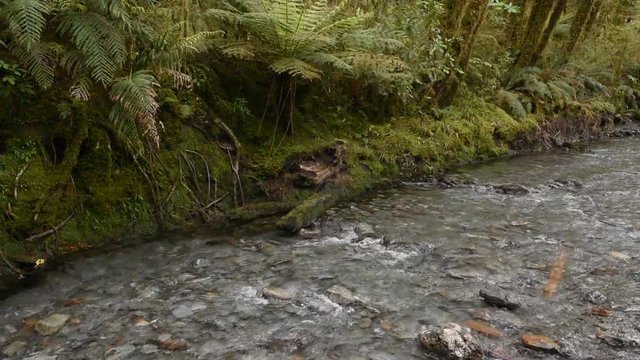 Moss and fern covered riverbank overhanging a minor tributary of the Haast River flowing through the dense, beech, rainforest of Mount Aspiring National Park, New Zealand.