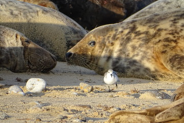 Horsey grey seals