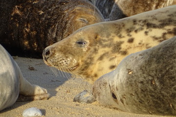 Horsey grey seals