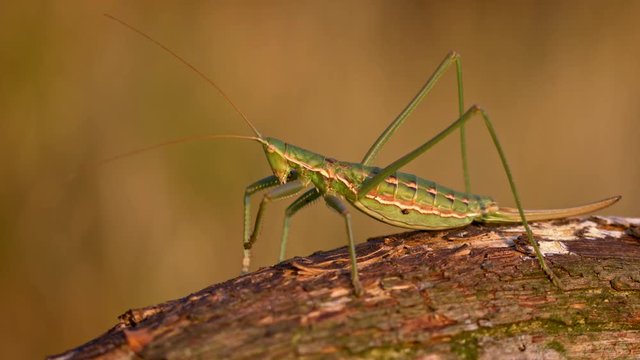 European predatory bush cricket (Saga pedo) cleaning itself