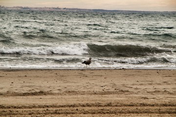 Fototapeta na wymiar Seagulls on the sand on the beach
