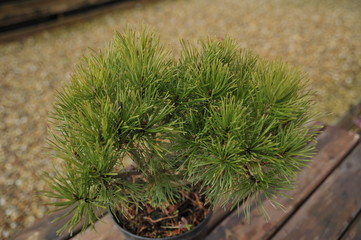 Fototapeta premium Pinus mugo pumilio