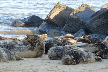 Horsey grey seals