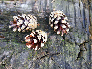 Three large brown pine cones on an old stump close up.