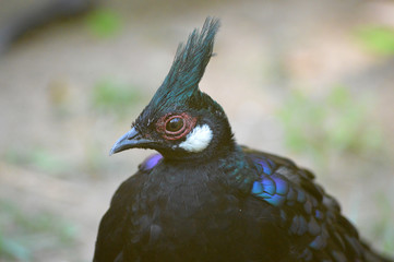 Aves de zoo