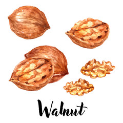 collection of walnuts, watercolor illustration on a white background