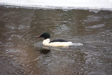 Mergus merganser