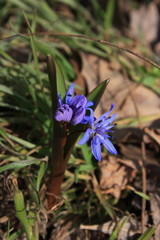 The first spring flowers (Scilla bifolia)