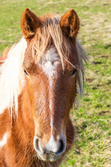 Beautiful red horse with long blonde mane in spring field