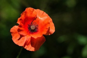 Fototapeta premium Wildflower świeży pomarańczowy kwiat maku na wietrze na zielonej łące wiosny. Delikatne ruchy na wiosennej bryzie. Papaver Setigerum (fam. Somniferum)