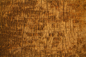 Wood Background Texture