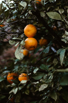 Ripe tangerine fruits on the tree in the sunlight.