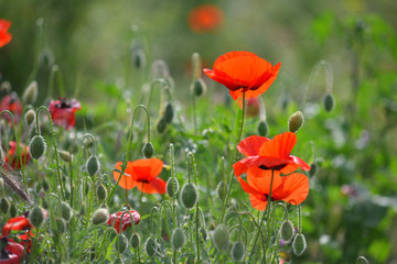 Field of blooming red poppies. Beautiful fields of red poppy. Red poppies in sunlight. Red poppies in grass.
