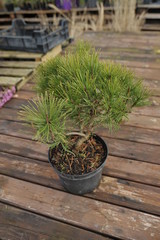 Pinus mugo pumilio