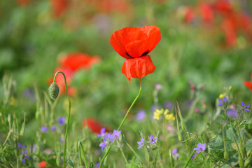 Obraz premium Pole kwitnących czerwonych maków. Piękne pola czerwonego maku. Czerwone maki w słońcu. Czerwone maki w trawie.
