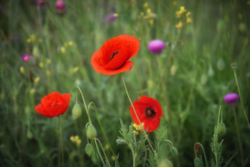 Obraz premium Field of blooming red poppies. Beautiful fields of red poppy. Red poppies in sunlight. Red poppies in grass.