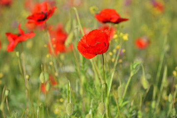 Fototapeta na wymiar Field of blooming red poppies. Beautiful fields of red poppy. Red poppies in sunlight. Red poppies in grass.